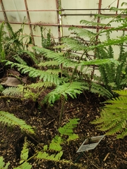 Blechnum brasiliense