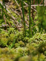 Trichophorum cespitosum cespitosum