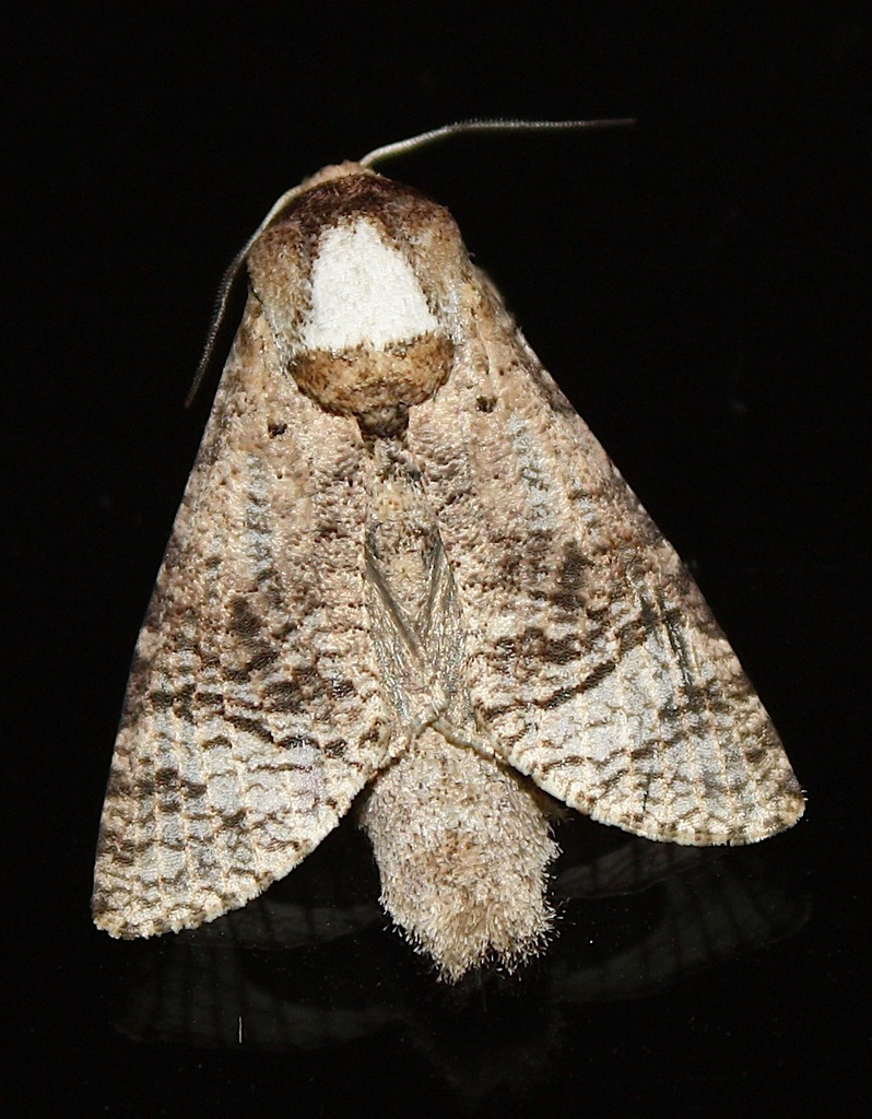 Roepkiella celebensis