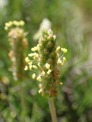 Plantago subulata