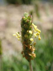Plantago subulata