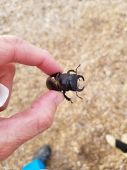 Lucanus mazama