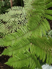 Alsophila firma