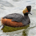 Podiceps nigricollis californicus - Photo (c) Breck Haining, μερικά δικαιώματα διατηρούνται (CC BY-NC), uploaded by Breck Haining