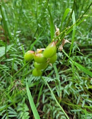 Astragalus reventiformis