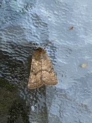 Hoplodrina octogenaria