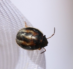 Neottiglossa bifida
