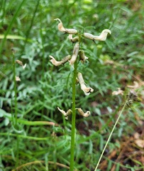 Astragalus reventiformis