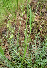 Astragalus reventiformis