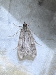 Scoparia ambigualis