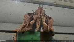 Phyllosphingia dissimilis