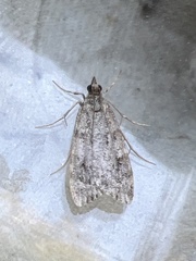 Scoparia ambigualis