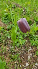 Fritillaria latifolia