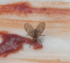 Trichomyiinae