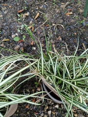 Carex oshimensis