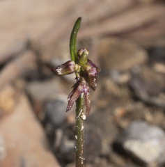 Genoplesium nudiscapum