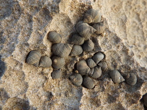Tectarius striatus