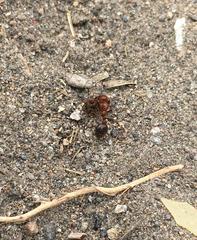 Formicidae