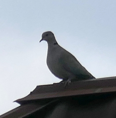 Streptopelia decaocto