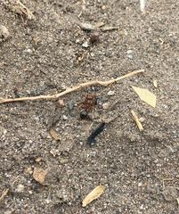 Formicidae