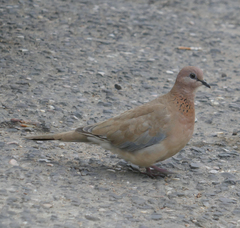 Streptopelia senegalensis
