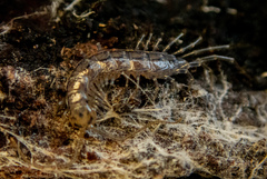 Henicops maculatus