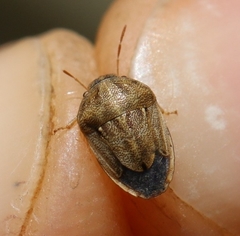 Neottiglossa bifida