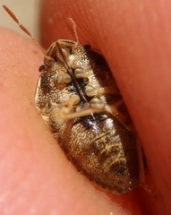 Neottiglossa bifida