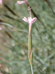 Dianthus pyrenaicus attenuatus