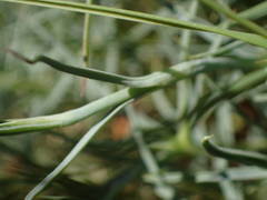 Dianthus pyrenaicus attenuatus