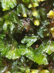 Hymenophyllum wilsonii