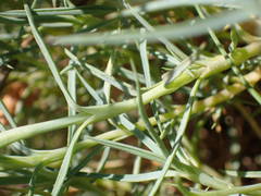 Dianthus pyrenaicus attenuatus