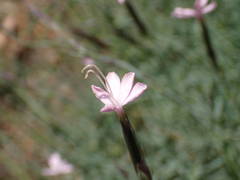 Dianthus pyrenaicus attenuatus