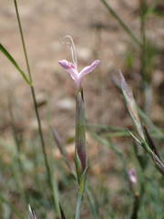 Dianthus pyrenaicus attenuatus