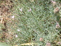 Dianthus pyrenaicus attenuatus