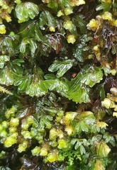 Hymenophyllum wilsonii