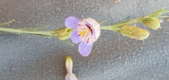 Penstemon linarioides