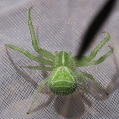 Heriaeus hirtus