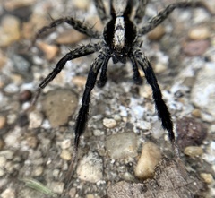 Schizocosa
