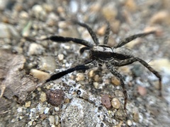 Schizocosa
