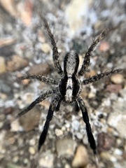 Schizocosa
