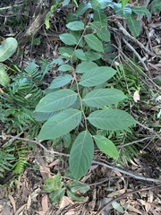 Glochidion sumatranum