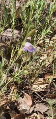 Penstemon linarioides