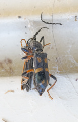 Neoscrobiger patricius