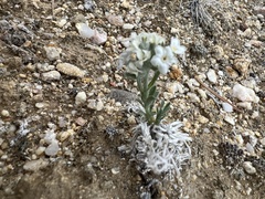 Oreocarya subcapitata