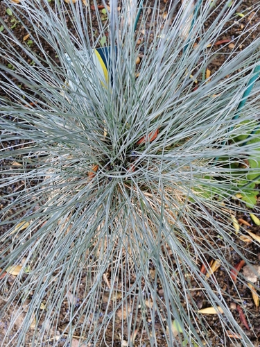 Fétuque glauca 2