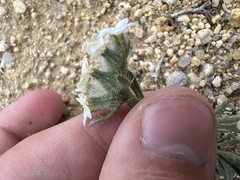 Oreocarya subcapitata