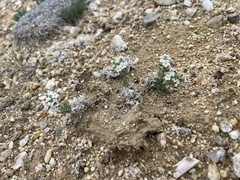 Oreocarya subcapitata