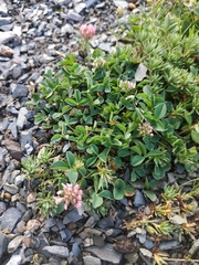 Trifolium thalii