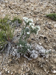 Oreocarya subcapitata
